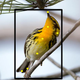 Illustration for article titled This Handy Web-Based Tool is Like Facial Recognition for Birds